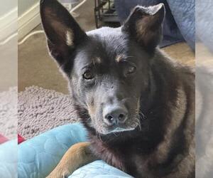 Santiago - Male Mutt Dog for Adoption - Photo #4