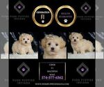 Small Photo #79 Maltipoo (Miniature) Puppy For Sale in WARSAW, IN, USA
