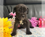 Small #2 Neapolitan Mastiff
