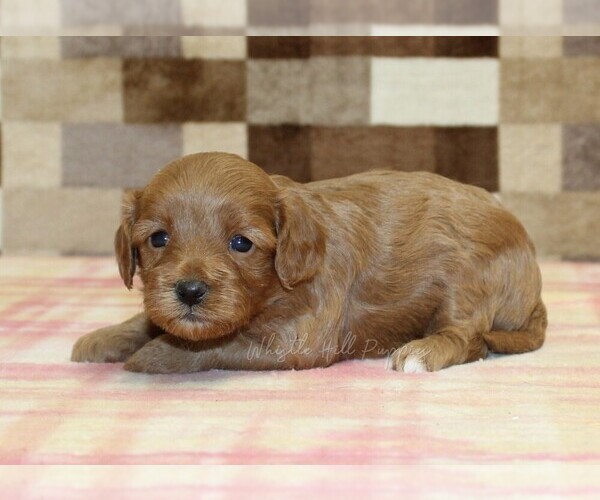 Medium Photo #3 Cavapoo (Miniature) Puppy For Sale in DENVER, PA, USA