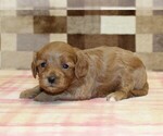 Small #2 Cavapoo (Miniature)