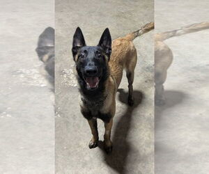Mutt Dogs for adoption in Stevens Point, WI, USA