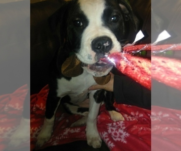 Medium Photo #6 American Bulldog Puppy For Sale in CALDWELL, ID, USA