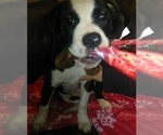 Small Photo #6 American Bulldog Puppy For Sale in CALDWELL, ID, USA