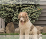 Small #5 Newfoundland
