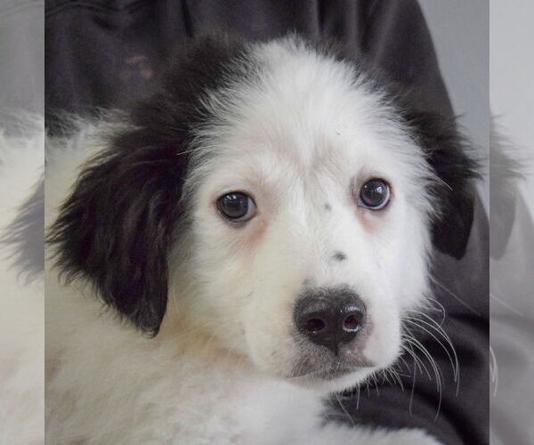 Medium Photo #5 Australian Shepherd-Unknown Mix Puppy For Sale in Huntley, IL, USA