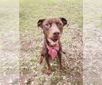 Small #1 Labrador Retriever Mix