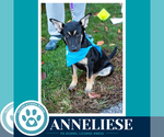 Anneliese (Prost Pups) 100326 - Female German Shepherd Dog-Unknown Mix Dog for Adoption - Small photo