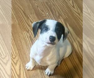 Chiweenie-Jack Russell Terrier Mix Puppy for sale in AIKEN, SC, USA