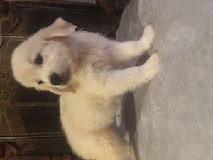 Golden Retriever Puppy for sale in SHELBY, NC, USA