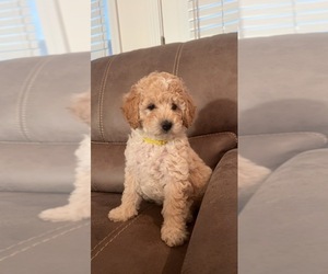 Goldendoodle (Miniature) Puppy for Sale in MONTGOMERY, Alabama USA