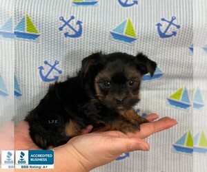 Yorkshire Terrier Puppy for sale in WINNSBORO, LA, USA