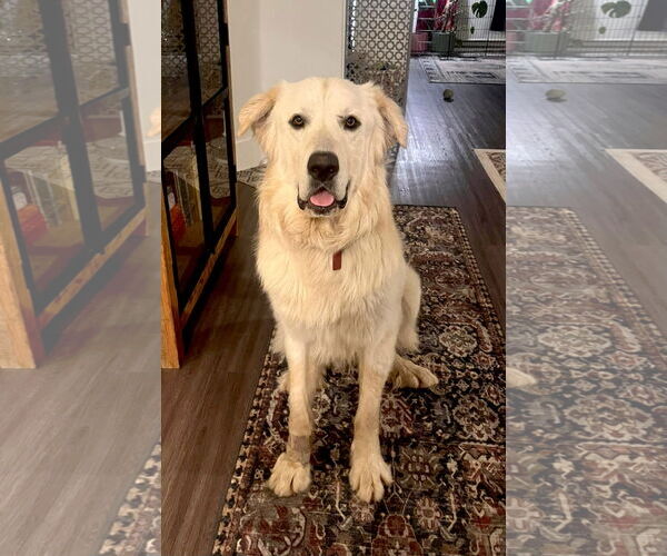 Medium Photo #3 Great Pyrenees Puppy For Sale in Spring, TX, USA