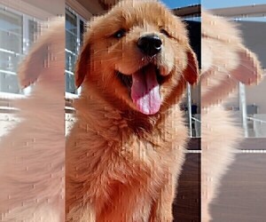 Golden Retriever Puppy for sale in SANTA ANA, CA, USA