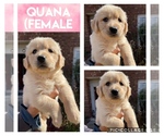 Small Photo #1 Golden Retriever Puppy For Sale in MISSOURI CITY, TX, USA