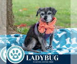 Small #3 Chihuahua Mix