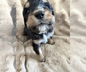 Bernedoodle Puppy for sale in MIDLAND, MI, USA