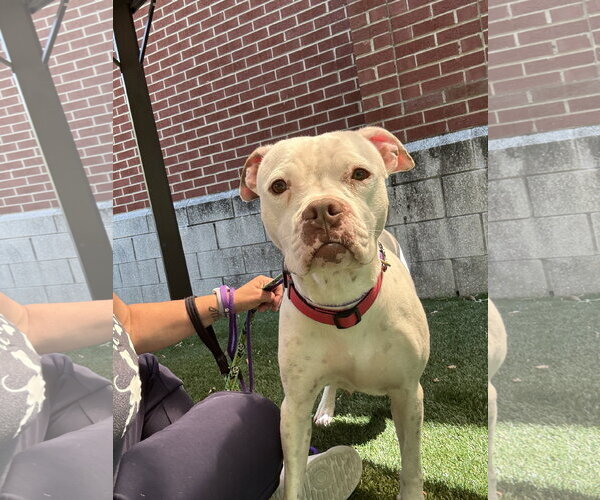 Medium Photo #6 Boxer-Mastiff Mix Puppy For Sale in Holly Springs, NC, USA
