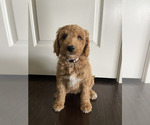 Puppy Pink Lady Goldendoodle