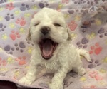 Puppy Puppy 2 Bichpoo mix (+ Bichon Frise)