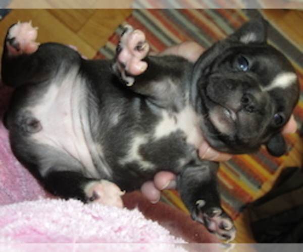 Medium Photo #3 Faux Frenchbo Bulldog Puppy For Sale in ALTOONA, KS, USA