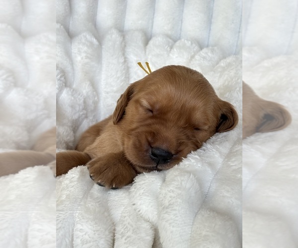 Medium Photo #32 Golden Retriever Puppy For Sale in SHINGLE SPRINGS, CA, USA