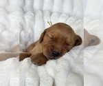 Small #2 Golden Retriever
