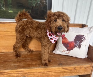 Goldendoodle (Miniature) Puppy for sale in MOUNT VERNON, IL, USA