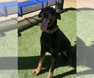 Doberman Pinscher Dogs for adoption in HESPERIA, CA, USA