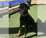 Small Doberman Pinscher