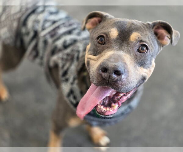 Medium Photo #7 Mutt Puppy For Sale in Clarkston, MI, USA