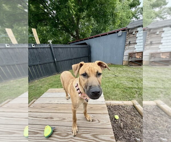 Medium Photo #15 Redbone Coonhound-Unknown Mix Puppy For Sale in Mooresville, NC, USA