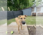 Small #14 Redbone Coonhound Mix