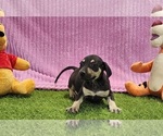 Small #15 Catahoula Leopard Dog