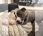 Small #6 Mutt