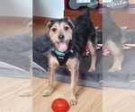 Small #5 Border Terrier Mix