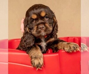 Medium Cocker Spaniel