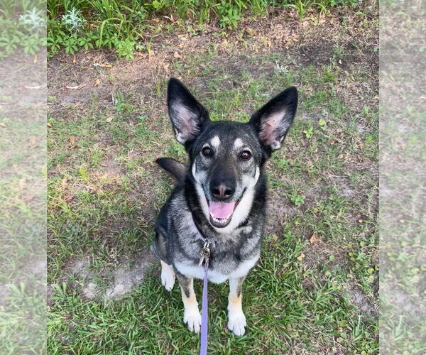 Medium Photo #7 German Shepherd Dog Puppy For Sale in New Hill, NC, USA
