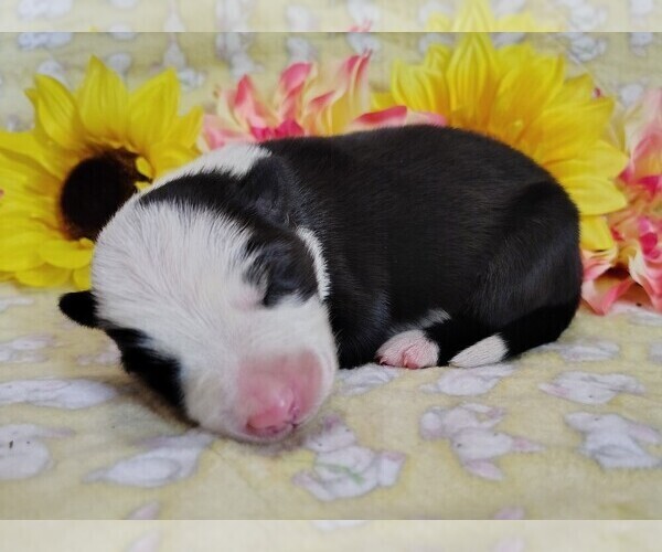 Medium Photo #50 Border Collie Puppy For Sale in NORBORNE, MO, USA