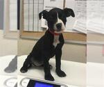 Small American Pit Bull Terrier