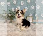 Small Pembroke Welsh Corgi