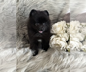 Pomeranian Puppy for sale in BAKERSFIELD, CA, USA