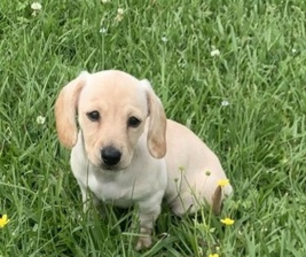 Medium Photo #1 Dachshund Puppy For Sale in DENHAM SPRINGS, LA, USA