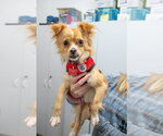 Small Photo #4 Chihuahua-Unknown Mix Puppy For Sale in Mundelein, IL, USA