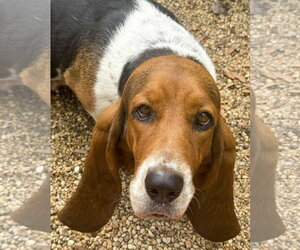MISSY - ADOPTION PENDING! - Female Basset Hound Dog for Adoption - Photo #4