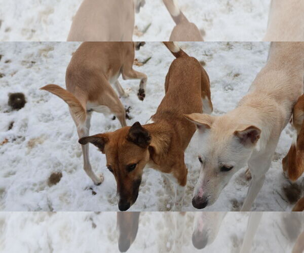 Medium Photo #36 Saluki-Whippet Mix Puppy For Sale in Sebec, ME, USA