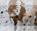 Small #35 Saluki-Whippet Mix