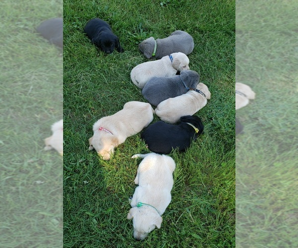 Medium Photo #1 Labrador Retriever Puppy For Sale in OLYMPIA, WA, USA