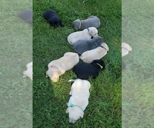 Labrador Retriever Litter for sale in OLYMPIA, WA, USA