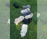 Image preview for Ad Listing. Nickname: Litter of 8